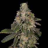 🎁 Animal Face Seeds (100% off)